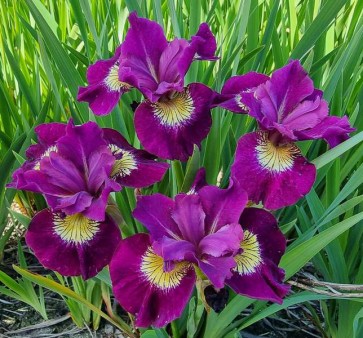 iris Ensata Wave Action