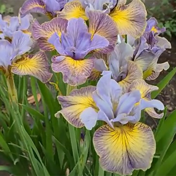 iris Ensata Wave Action