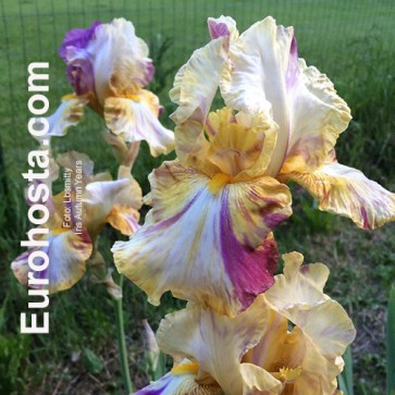 Iris Versicolor Dark Aura - Eurohosta