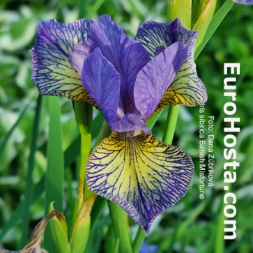 Iris Versicolor Dark Aura - Eurohosta