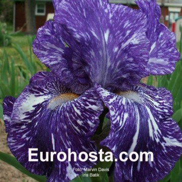 Iris Versicolor Dark Aura - Eurohosta