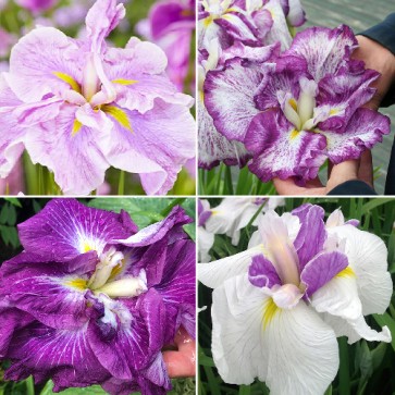 iris sibirica mix