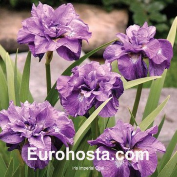 Iris Versicolor Dark Aura - Eurohosta