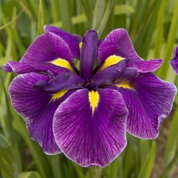 iris Ensata Wave Action