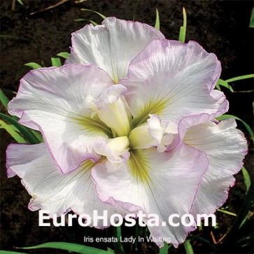 iris Ensata Wave Action