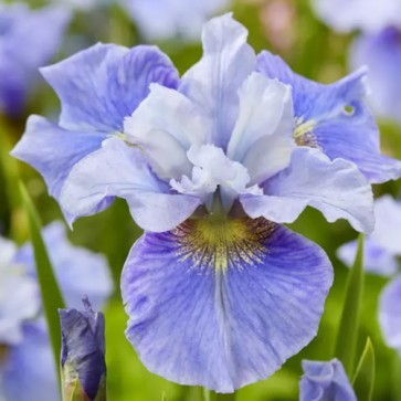 Iris Versicolor Dark Aura - Eurohosta