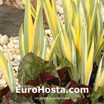 Iris Versicolor Dark Aura - Eurohosta