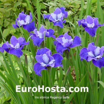 iris Ensata Wave Action