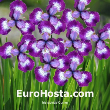 Iris Versicolor Dark Aura - Eurohosta