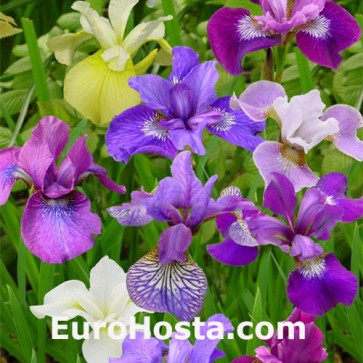 iris sibirica mix