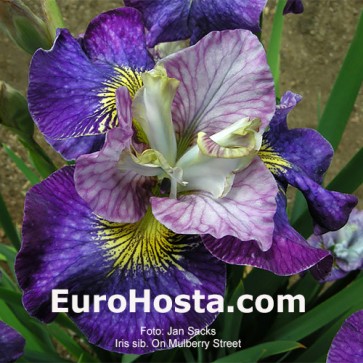 Iris Versicolor Dark Aura - Eurohosta