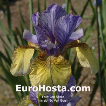 Iris Versicolor Dark Aura - Eurohosta