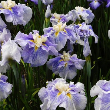 iris Ensata Wave Action