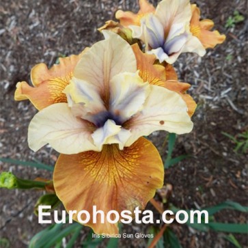 Iris Versicolor Dark Aura - Eurohosta