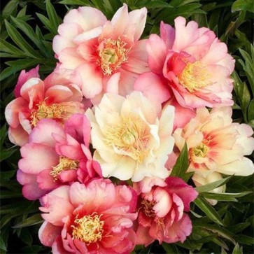 Paeonia (Itoh) Julia Rose