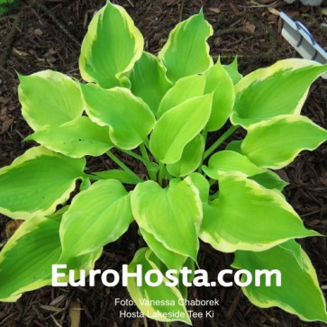 Hosta Ben Vernooij - Eurohosta