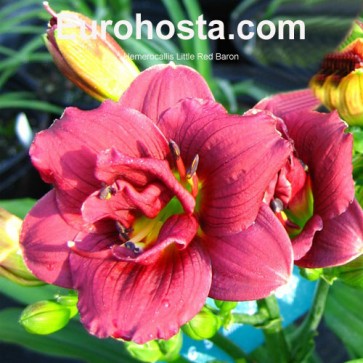 Hemerocallis Little Red Baron