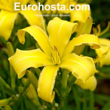 Hemerocallis Lemon Madeline