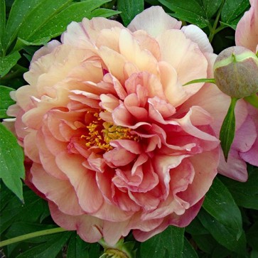 Paeonia (Itoh) Magical Mystery Tour