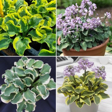 Hosta Bonsai - Eurohosta