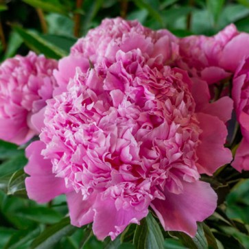 Paeonia Purple Spider