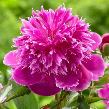 Paeonia Purple Spider