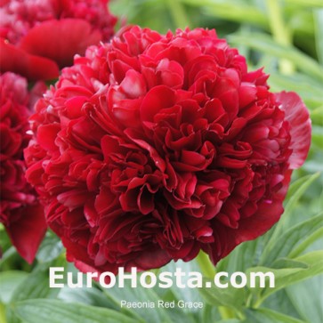 Paeonia Purple Spider