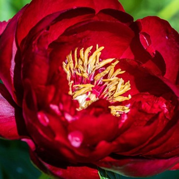 Paeonia Purple Spider