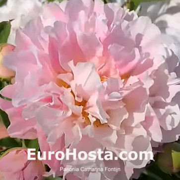 Paeonia Purple Spider