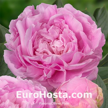 Paeonia Purple Spider