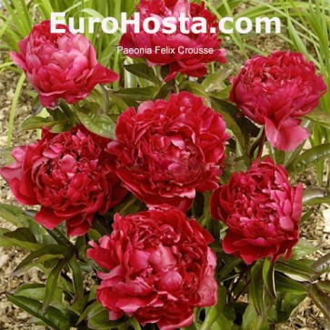 Paeonia Purple Spider