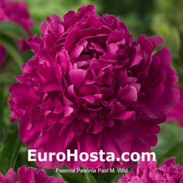 Paeonia Purple Spider