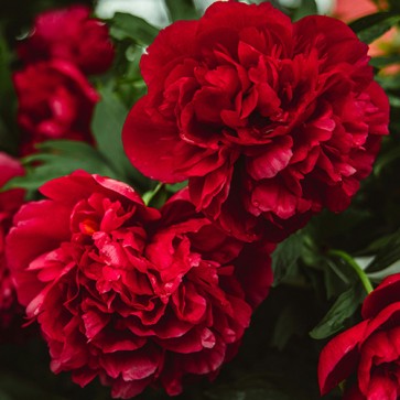 peony Red Supreme