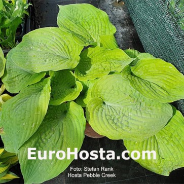 Hosta Pebble Creek