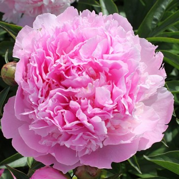 Peony Lady Anna | EuroHosta 