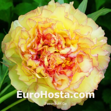 Paeonia Purple Spider