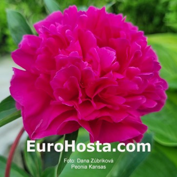 Paeonia Purple Spider
