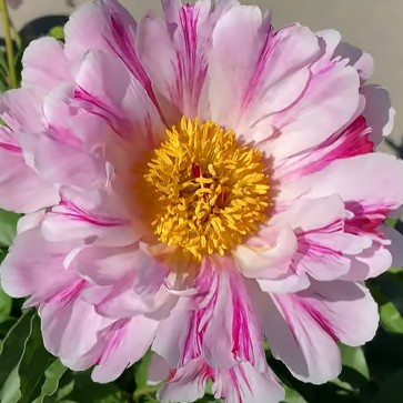 Paeonia Purple Spider