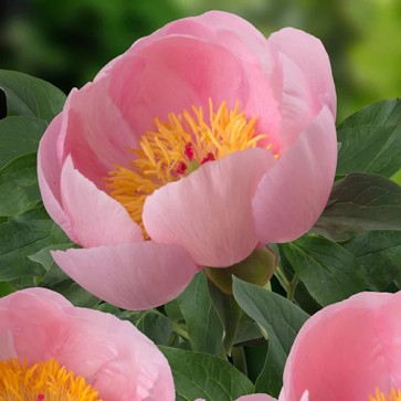 Paeonia Purple Spider