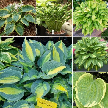 Hosta - Colorful Leaves