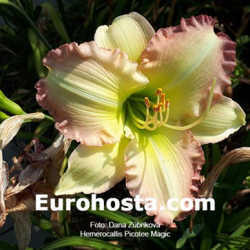  Hemerocallis Magic Amethist