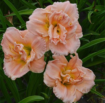 Pink Madonna