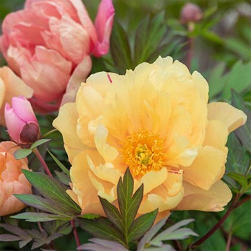 Paeonia (Itoh) Singing in the Rain