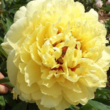 Paeonia (Itoh) Sonoma Yedo