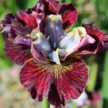 Iris Versicolor Dark Aura - Eurohosta