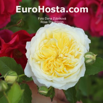 Rose The Pilgrim - Eurohosta