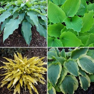 Hosta Bonsai - Eurohosta