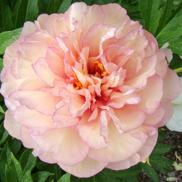 Paeonia (Itoh) Scrumdiddlyumptious