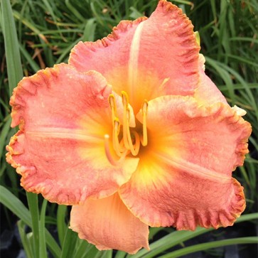 Hemerocallis Spacecoast Early Bird