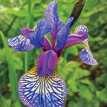 iris Ensata Wave Action